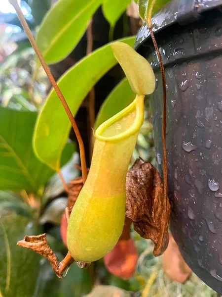 Close Nepentes Lat Nepnthes Pitcher Pot Een Roofzuchtige Vleesetende Tropische — Stockfoto