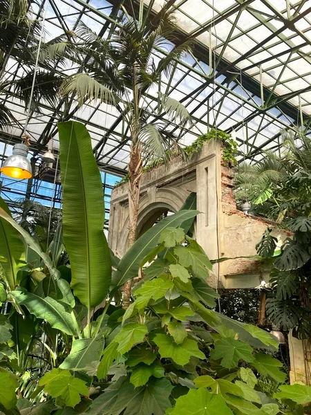 Grandes Plantas Hoja Caduca Invernadero Jardín Botánico Universidad Moscú Farmacia — Foto de Stock