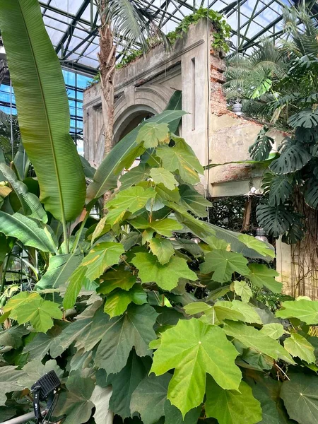 Μεγάλα Φυλλοβόλα Φυτά Θερμοκήπιο Στον Βοτανικό Κήπο Του Πανεπιστημίου Της Royalty Free Φωτογραφίες Αρχείου
