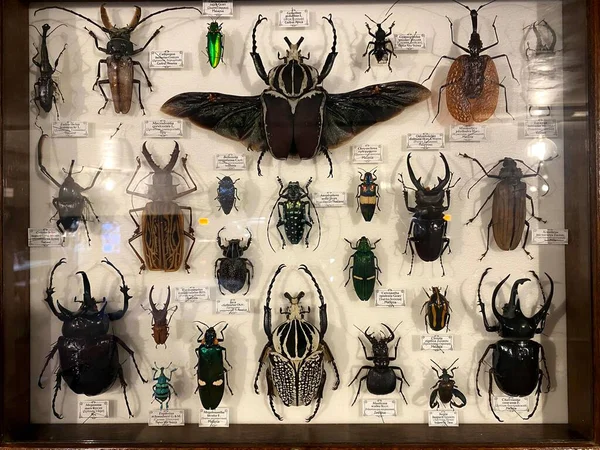 ピンでビートルのコレクション 昆虫学者の昆虫コレクション コレクションの中でも珍しい甲虫コレクション ストックフォト