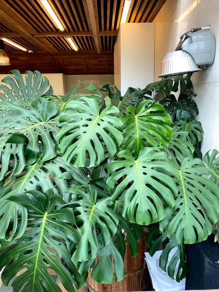 Monstera Fijnproever Groene Bladeren Van Tropische Planten Bush Natuur Achtergrond — Stockfoto