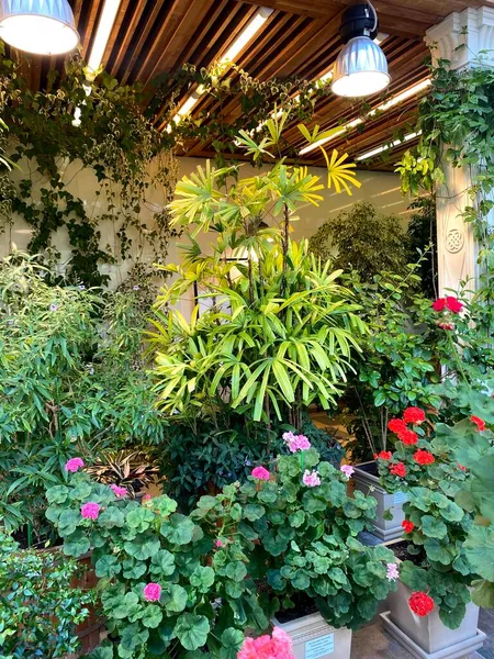 Müzedeki portakallar ve park rezervi Tsaritsyno. Moskova, Rusya.