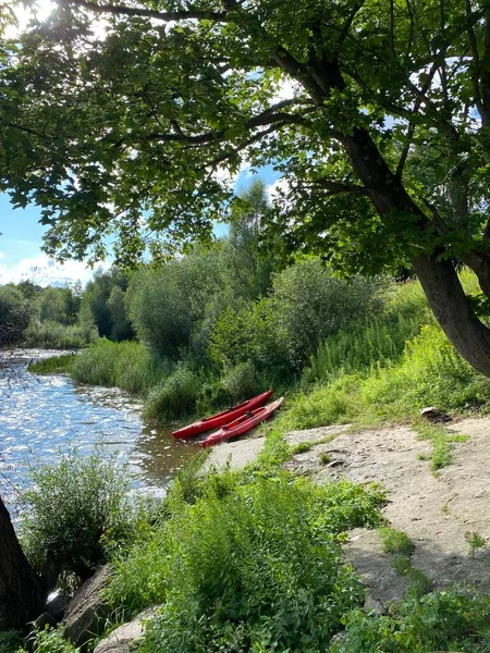 Yaz günü Lavlar 'ın nehir kıyısında. Znamensk, Kaliningrad bölgesi. Nehir kıyısındaki kanonun manzarası