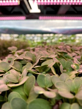 Makro mikro yeşiller. Mikro yeşil arka plan. Doğal yeşilliklerin yeşil dokuları. Mikroçimler filizleniyor. Tohum filizlenmesi evde, şehir merkezinde. Vegan ve sağlıklı beslenme konsepti. 