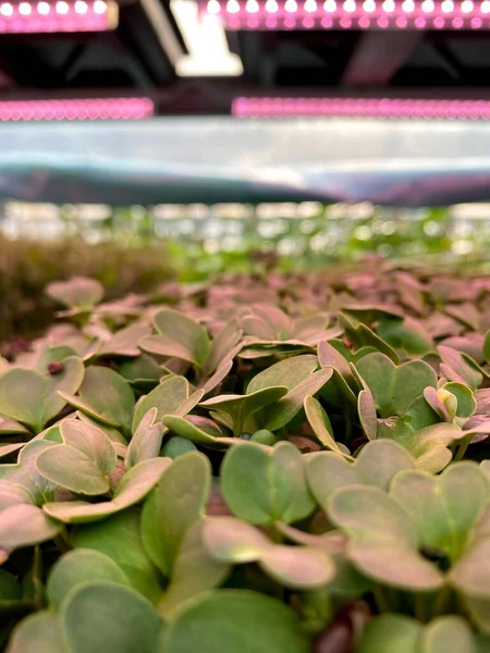 Makro mikro yeşiller. Mikro yeşil arka plan. Doğal yeşilliklerin yeşil dokuları. Mikroçimler filizleniyor. Tohum filizlenmesi evde, şehir merkezinde. Vegan ve sağlıklı beslenme konsepti. 