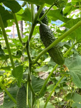 Bahçeden olgun bir salatalık koparan eller yakın plan. Doğal salatalık serası. Serada yetişen olgun ve yeşil salatalıklar. Organik gıda üretimi