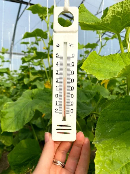 Serada doğru sıcaklığı ölçen termometrenin resmi.