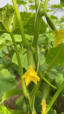 Bahçeden olgun bir salatalık koparan eller yakın plan. Doğal salatalık serası. Serada yetişen olgun ve yeşil salatalıklar. Organik gıda üretimi