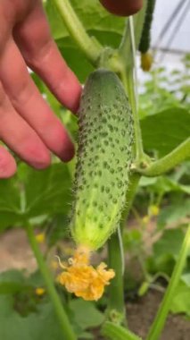 Bahçeden olgun bir salatalık koparan eller yakın plan. Doğal salatalık serası. Serada yetişen olgun ve yeşil salatalıklar. Organik gıda üretimi