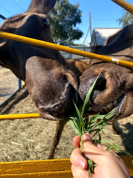 Homme Nourrit Animal Travers Une Cage Jeune Cerf Mange Une — Photo