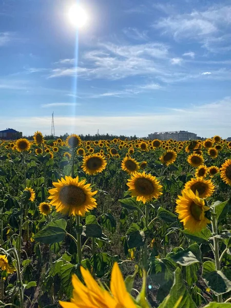 Picture Beautiful Yellow Sunflowers Evening Blue Sky White Grey Clouds — Stock Photo, Image