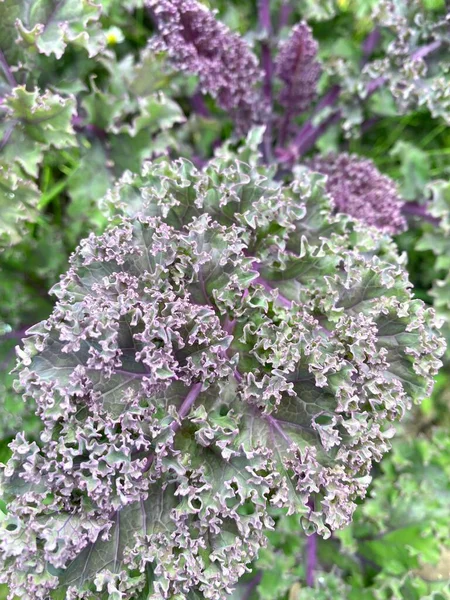 Kale Kool Close Een Houten Tafel Gezond Eten — Stockfoto