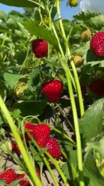 Kırmızı taze çilek, yeşil arka planlı kadınların elinde.