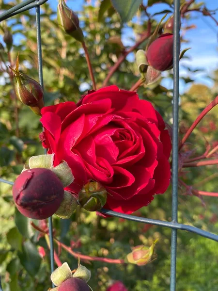 Primer Plano Una Rosa Roja Vallada Rejilla —  Fotos de Stock