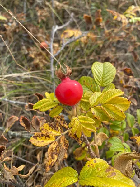 Wilde Hagebutten Wachsen Auf Einer Ostseedüne — Stockfoto