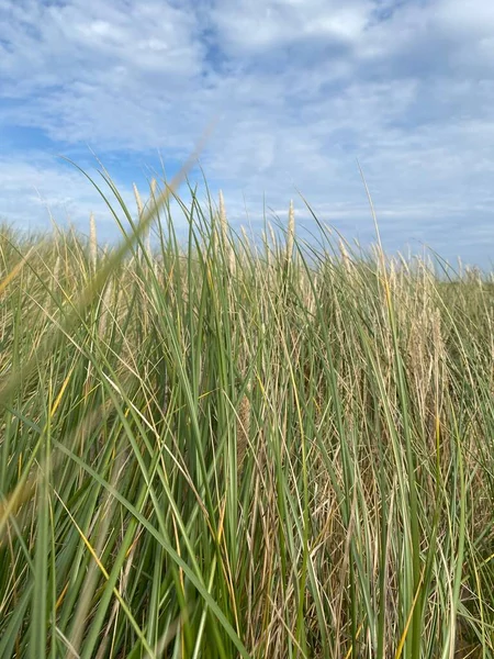 Grass Dunes Sea Beachside Seascape Framed Tall Grass Soft Focus — Stock Photo, Image