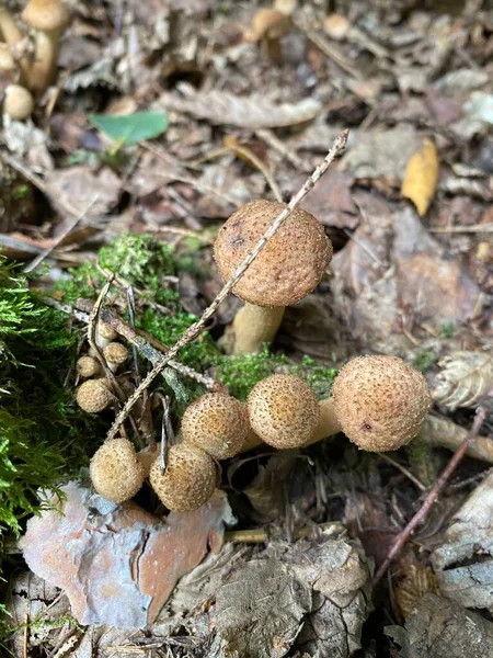 Armillaria Mellea Hongo Silvestre Comestible Las Setas Northern Honey — Foto de Stock