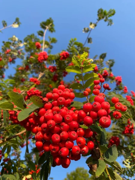ナナカマドの枝に 赤いナナカマド ナナカマドのナナカマドの果実 セイヨウナナカマド — ストック写真