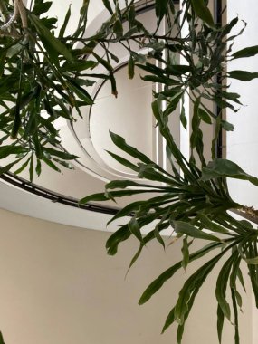 Spiral merdiven. Metal korkulukları ve opalin duvarları olan lüks deniz feneri merdivenleri. bitkilerle görünüm