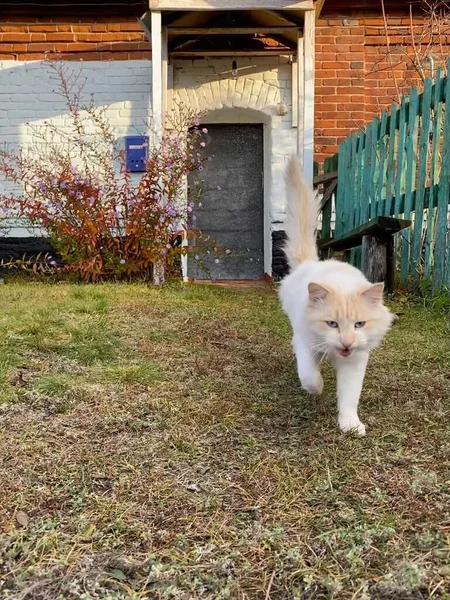 Vildkatt Går Vägen Byn Fluffig Vacker Katt Går Mot Att — Stockfoto