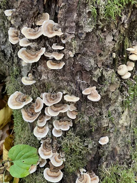 Bjerkandera Fumosa Pertenece Familia Los Hongos Meruliaceae — Foto de Stock