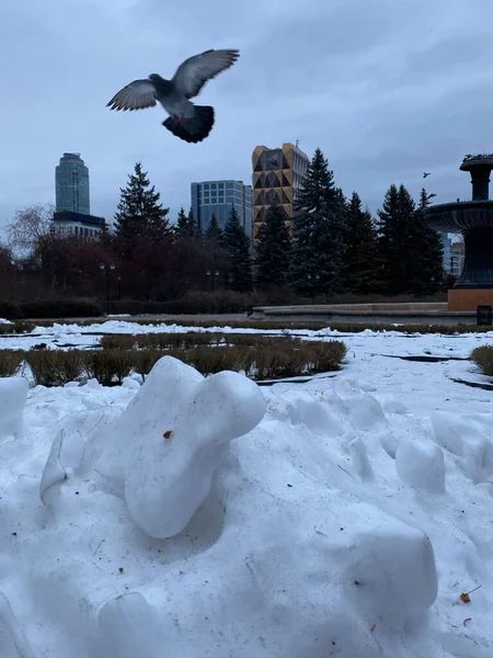 Dendropark, Rusya 'nın Yekaterinburg şehrinin merkezinde bir parktır. Güvercin kanatlarını açıp havayı kesiyor. 
