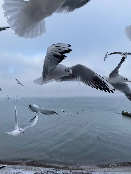 Manada Gaviotas Volando Sobre Orilla Del Mar Cerca Foto Gaviota — Foto de Stock