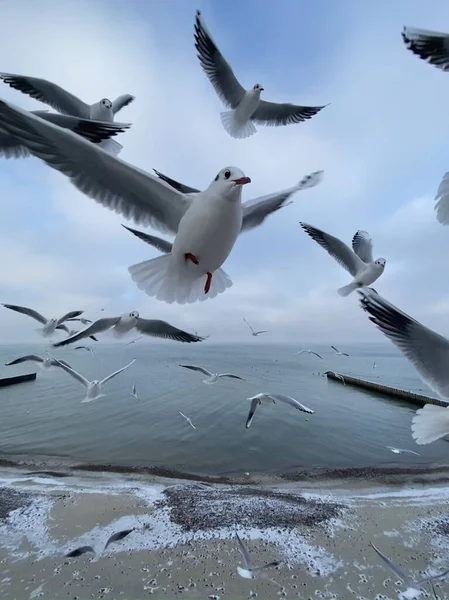 Manada Gaviotas Volando Sobre Orilla Del Mar Cerca Foto Gaviota — Foto de Stock