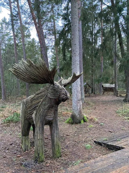 Curonian Spit, Kaliningrad region. Art object a moose woven from a twig. Elk in winter forest. Ecological path in the nature reserve.