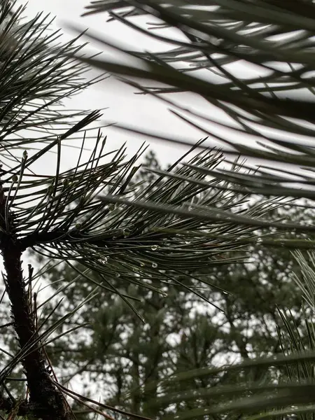 Close Van Pijnboom Selectieve Focus Druppels Water Pijnboom — Stockfoto