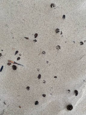 Kum külahı, dallar ve çam iğneleriyle. Çam kozalağı.