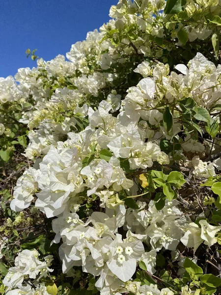 Primer Plano Una Hermosa Planta Buganvillas Con Sus Flores Características —  Fotos de Stock