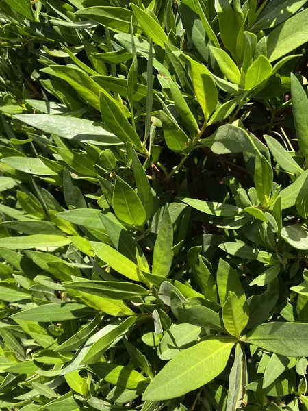 Close Shot Van Groene Laurier Plant Bladeren Een Aantal Donkere — Stockfoto