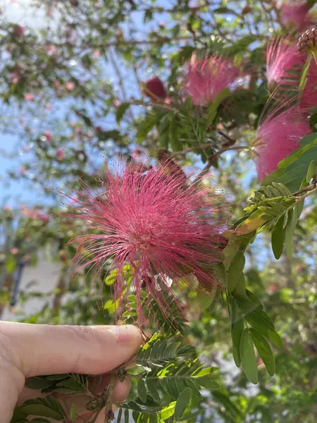 アルビジアジュブリシシンまたはランカアカシア 木の上のアカシアの花 選択的焦点 — ストック写真