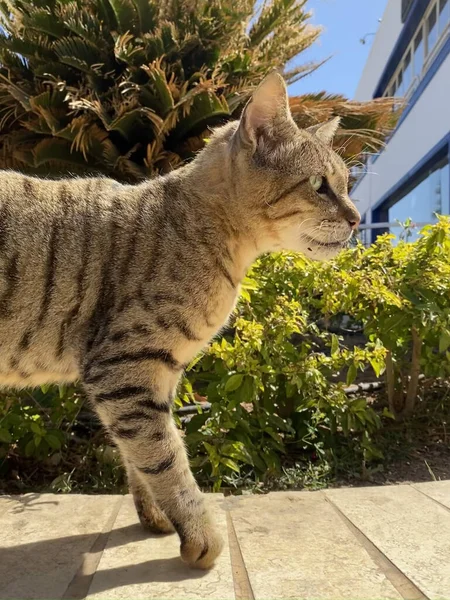 Egyptiska Mau Katt Sitter Marken Stad Och Strand Naama Ama — Stockfoto