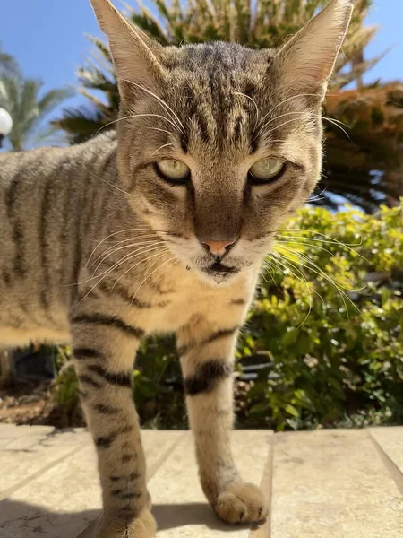 Египетская Кошка Мау Сидит Земле Город Пляж Naama Ama Bay — стоковое фото