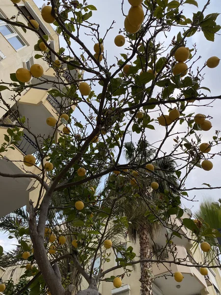 Ripe lemons on a tree on the street of a small town. Yellow vitamin-containing fruits on a tree branch on a sunny spring day. Growing food for vegetarians in urban settings