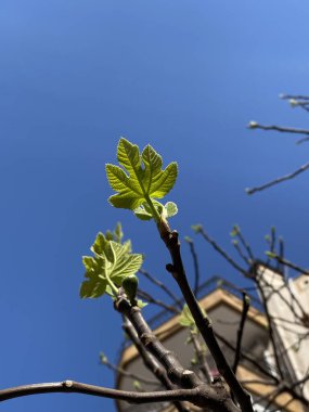 Mavi gökyüzünde çiçek açan yapraklar. Ağacın dalları mavi gökyüzüne karşı 