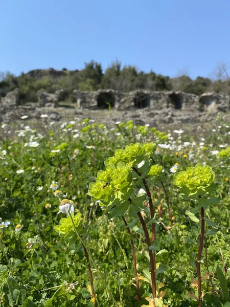 Aspendos Veya Aspendus Antalya Nın Antik Bir Greko Roma Kenti — Stok fotoğraf