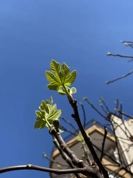 Ανθισμένα Φύλλα Στον Γαλάζιο Ουρανό Κλαδί Δέντρου Γαλάζιο Ουρανό — Φωτογραφία Αρχείου