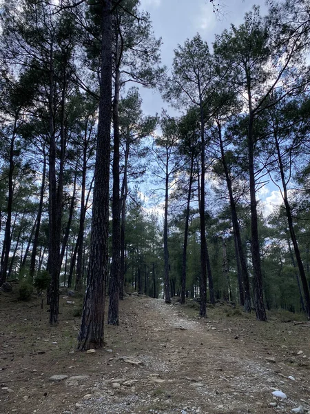 Pinède Turquie Chemin Bois Dans Forêt Pins Concentration Sélective — Photo