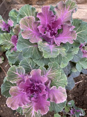 Bahçede yetişen pembe ve yeşil lahanaların bitkisi, seçici odak noktasında yakın plan.