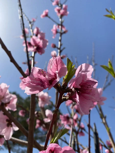 春花盛开时 粉红色的花朵在枝条上绽放 蓝天映衬 开花的苹果树的分枝 相对于天空 有选择的焦点 复制空间 — 图库照片