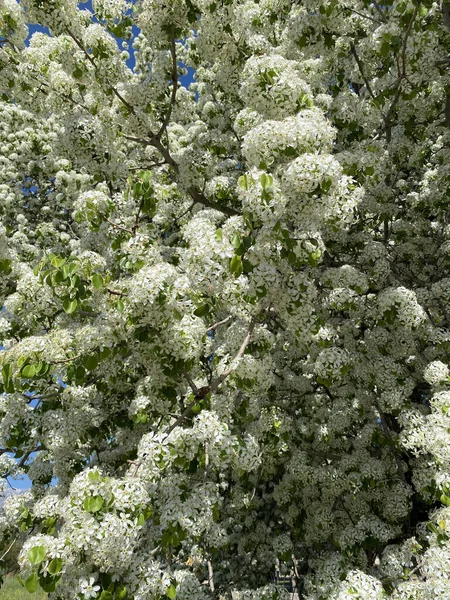 ミツバチは木の上の白い花を受粉させています 青い空と白い雲に対して満開の花を持つ美しい開花木 仕事中の蜂だ 春のコンセプト — ストック写真