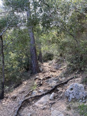 Dağdan çıkıp gölgeli bir ormana giden yürüyüş yolu. Büyük kayalar basamak gibi. Islak yosunlar, güneş ışığı yamaları.