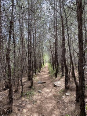 Türkiye 'nin Kemer kentindeki bir ormandan geçeceğiz. Bir patikası olan ferahlatıcı bir bahar ormanı.