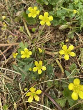 Bir işkence çiçeği (Potentilla erecta), tıbbi bir bitki..