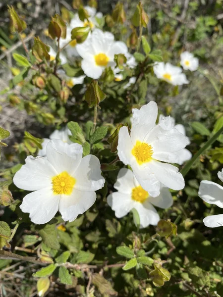Anemone x Hybrida 'Honorine Jobert', Japon şakayığı olarak bilinen, uzun ömürlü yaz mevsimi sonbahar çiçeği bitkisi.