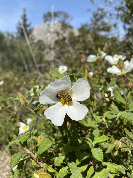 Närbild Samla Pollen Vita Blommor Äter Pollen Blomma Anemone Hybrida — Stockfoto