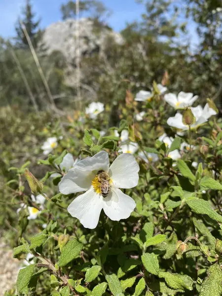 Zamknij Się Zbierając Pyłek Pszczół Białych Kwiatach Pszczoła Jeść Pyłek — Zdjęcie stockowe